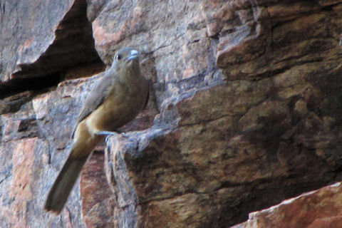 Sandstone Shrike-thrush (Colluricincla woodwardi)